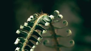 Preview wallpaper fern, plant, leaves, blur, green, macro