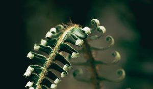 Preview wallpaper fern, plant, leaves, blur, green, macro