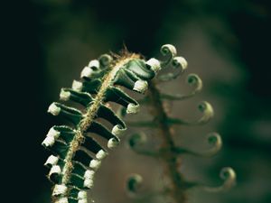 Preview wallpaper fern, plant, leaves, blur, green, macro