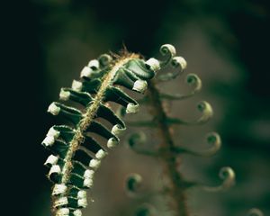 Preview wallpaper fern, plant, leaves, blur, green, macro