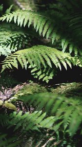 Preview wallpaper fern, plant, leaves, light