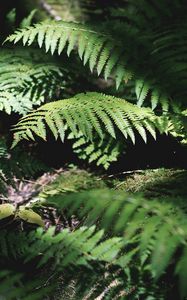 Preview wallpaper fern, plant, leaves, light