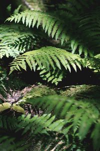 Preview wallpaper fern, plant, leaves, light