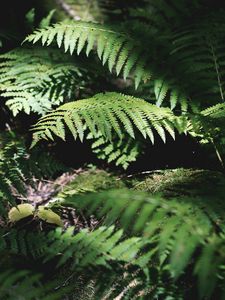 Preview wallpaper fern, plant, leaves, light