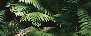 Preview wallpaper fern, plant, leaves, light