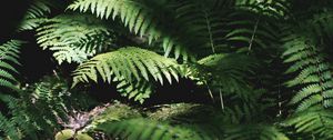 Preview wallpaper fern, plant, leaves, light