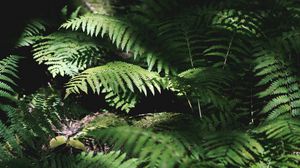 Preview wallpaper fern, plant, leaves, light