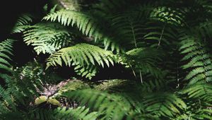 Preview wallpaper fern, plant, leaves, light