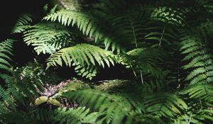 Preview wallpaper fern, plant, leaves, light