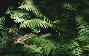 Preview wallpaper fern, plant, leaves, light