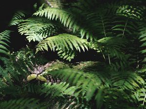 Preview wallpaper fern, plant, leaves, light