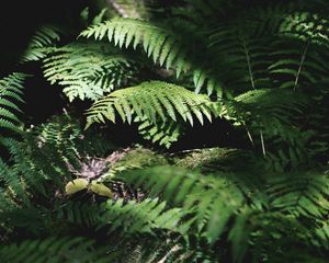 Preview wallpaper fern, plant, leaves, light