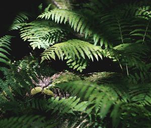 Preview wallpaper fern, plant, leaves, light