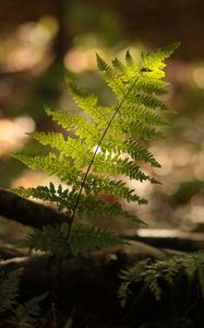 Preview wallpaper fern, plant, light