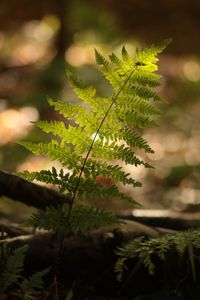 Preview wallpaper fern, plant, light