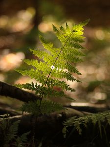 Preview wallpaper fern, plant, light