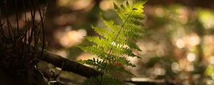 Preview wallpaper fern, plant, light