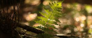 Preview wallpaper fern, plant, light