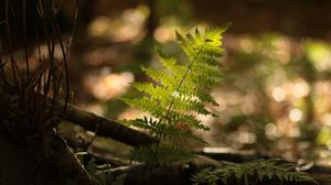 Preview wallpaper fern, plant, light