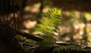 Preview wallpaper fern, plant, light