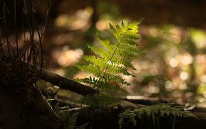 Preview wallpaper fern, plant, light