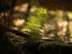 Preview wallpaper fern, plant, light