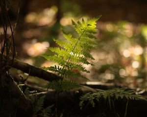 Preview wallpaper fern, plant, light