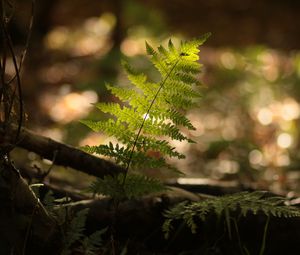 Preview wallpaper fern, plant, light