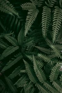 Preview wallpaper fern, plant, macro, leaves, green