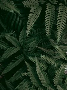 Preview wallpaper fern, plant, macro, leaves, green