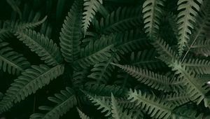 Preview wallpaper fern, plant, macro, leaves, green