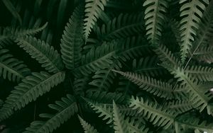 Preview wallpaper fern, plant, macro, leaves, green