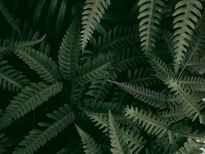 Preview wallpaper fern, plant, macro, leaves, green