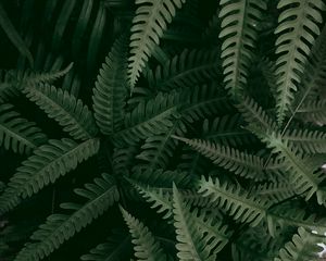 Preview wallpaper fern, plant, macro, leaves, green