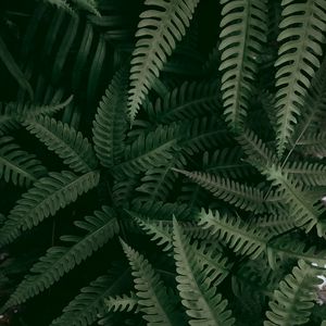 Preview wallpaper fern, plant, macro, leaves, green