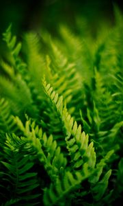 Preview wallpaper fern, plant, macro, green