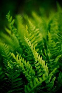 Preview wallpaper fern, plant, macro, green