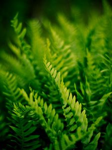 Preview wallpaper fern, plant, macro, green