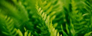 Preview wallpaper fern, plant, macro, green