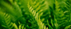 Preview wallpaper fern, plant, macro, green