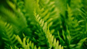 Preview wallpaper fern, plant, macro, green