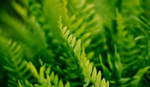 Preview wallpaper fern, plant, macro, green