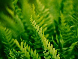 Preview wallpaper fern, plant, macro, green