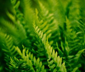 Preview wallpaper fern, plant, macro, green