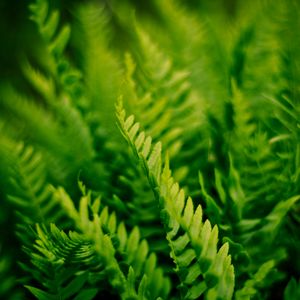Preview wallpaper fern, plant, macro, green