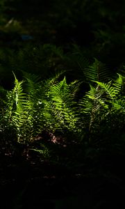 Preview wallpaper fern, plant, shade