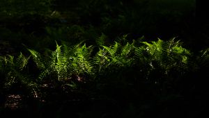 Preview wallpaper fern, plant, shade