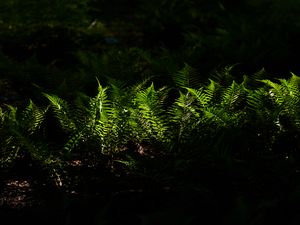 Preview wallpaper fern, plant, shade