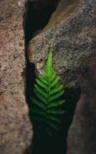 Preview wallpaper fern, plant, stones, macro