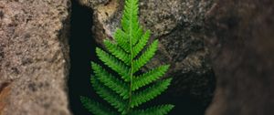 Preview wallpaper fern, plant, stones, macro